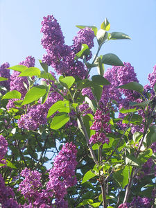 buddleja