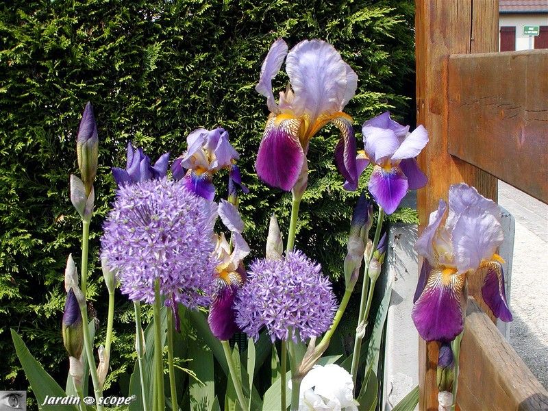 Iris 'Nigth édition' et Alium