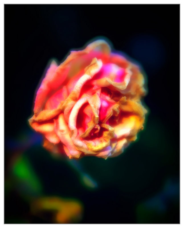 roses-8