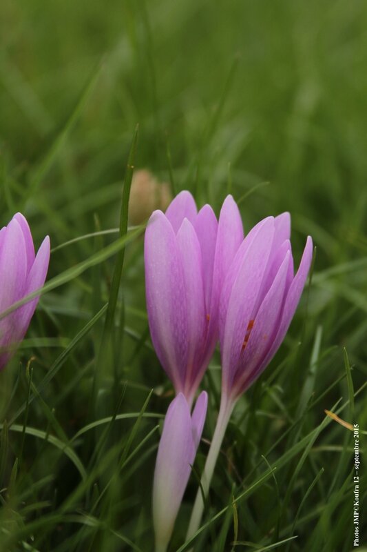 Photo JMP blog fleurs sept 15 - 003