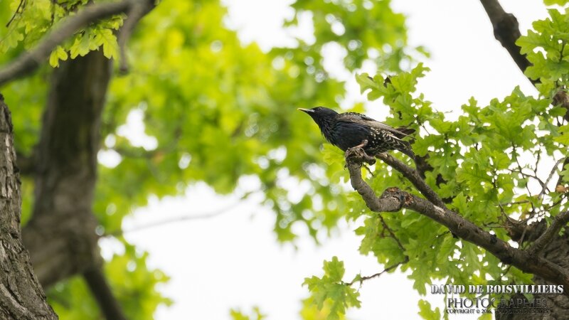 Etourneau Sansonnet (Sturnus Vulgaris)