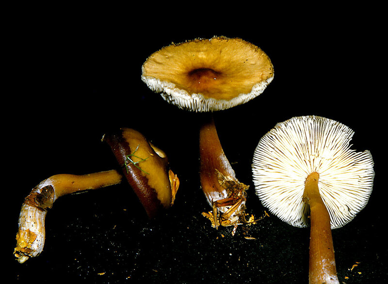 Collybia butyracea 1985 1117 (2)