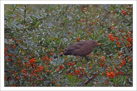 ville_lulu_merle_baie_1_281110