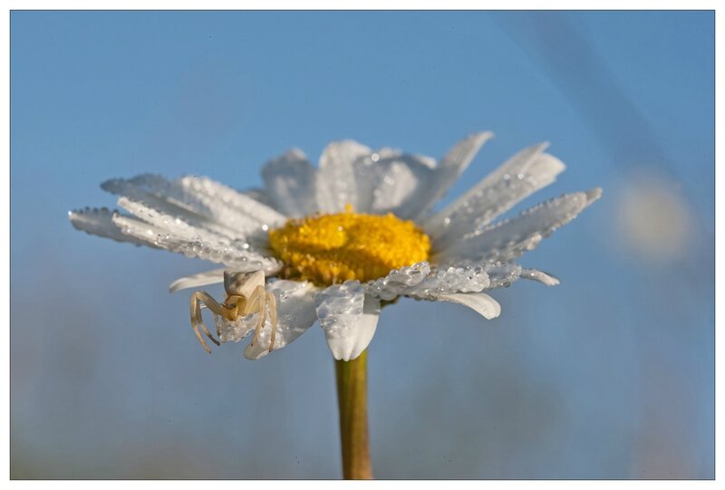 Plaine marguerite thomise 080414 5