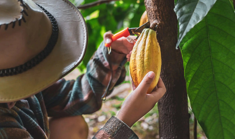 vecteezy_close-up-hands-of-a-cocoa-farmer-use-pruning-shears-to-cut_11834061_470-min-1-scaled