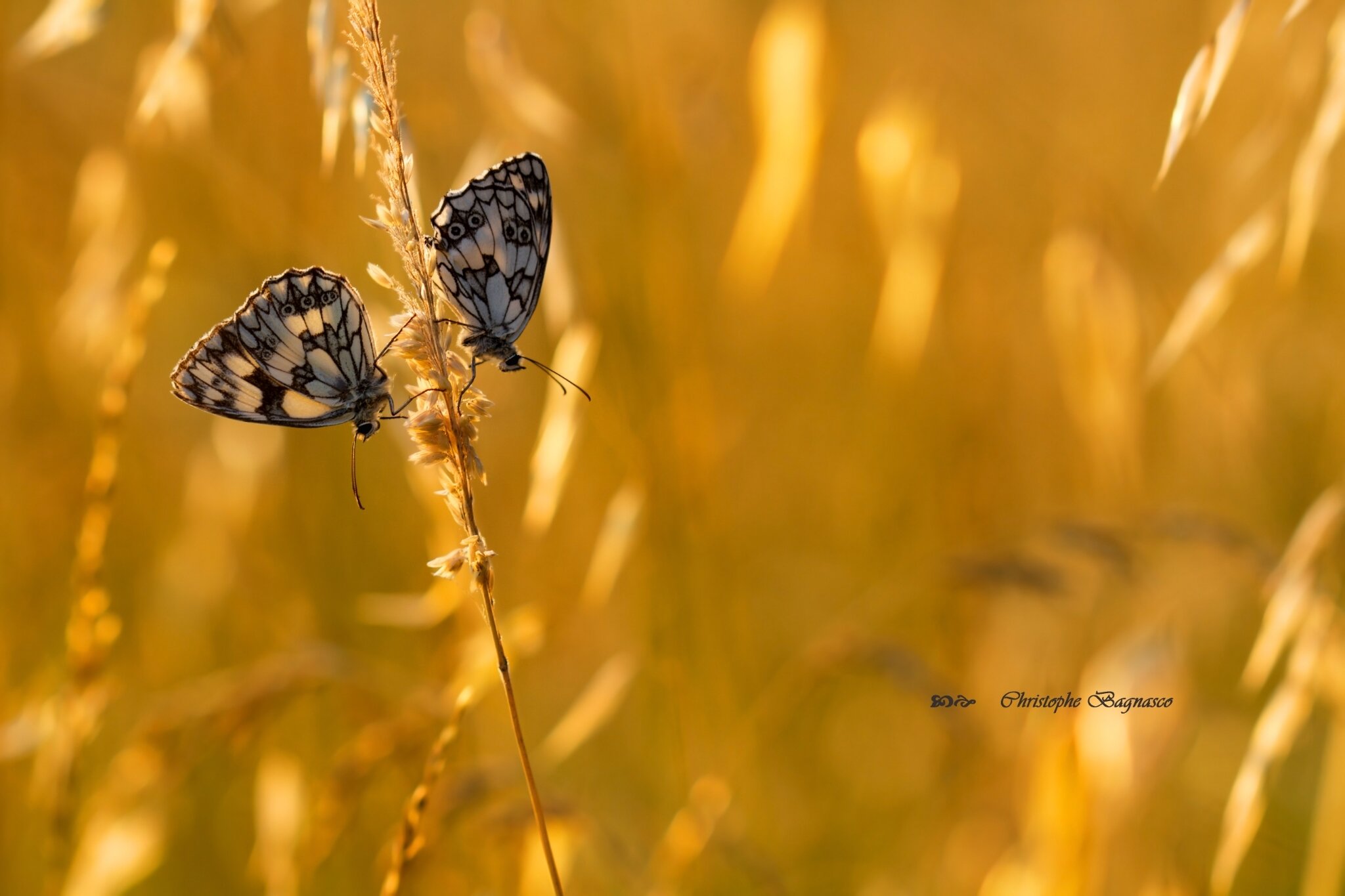 Duo d'ailes en deuil