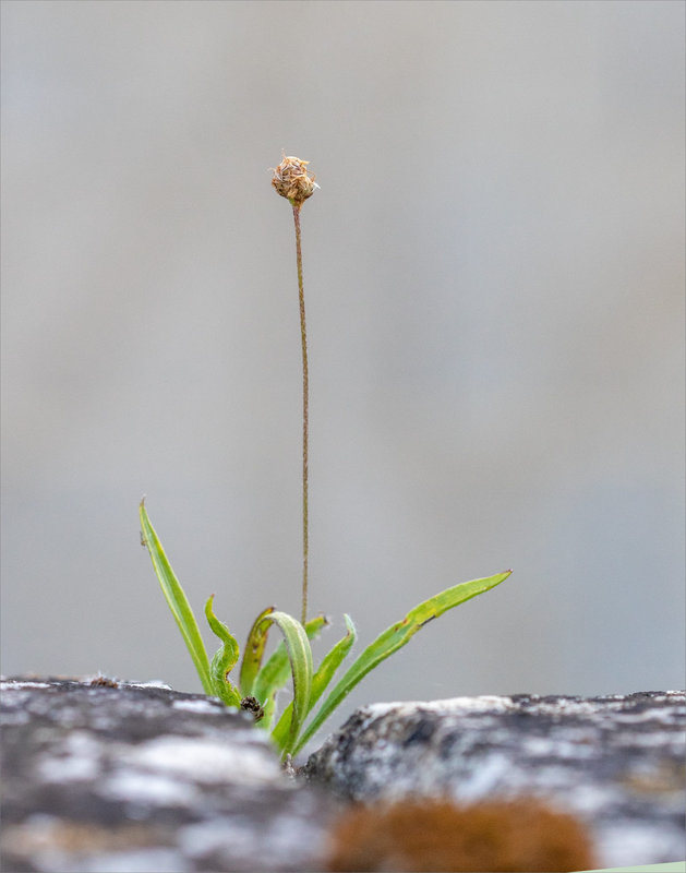 Macro mur plante tige 060823