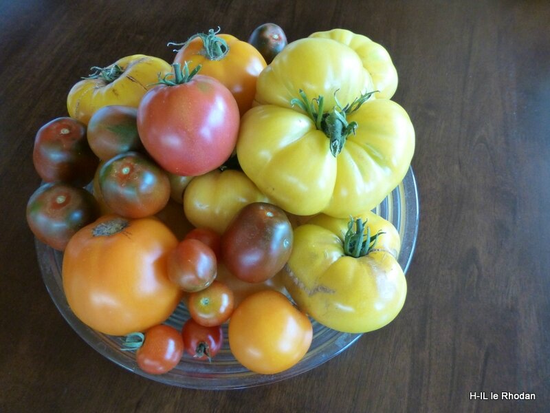 Tomate Jaune (3)