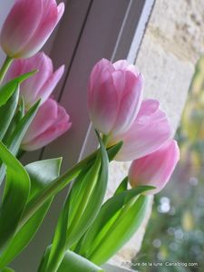 Tulipes____la_Bobin_026