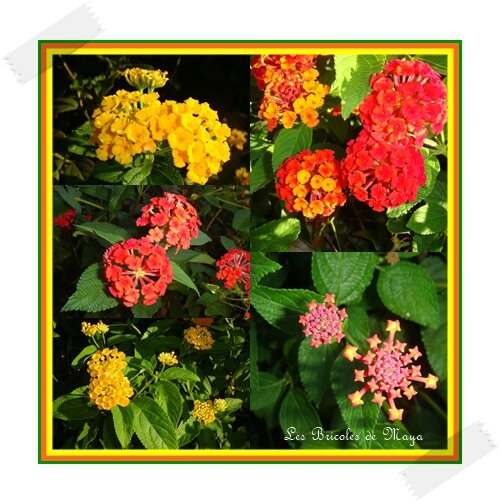 Lantana