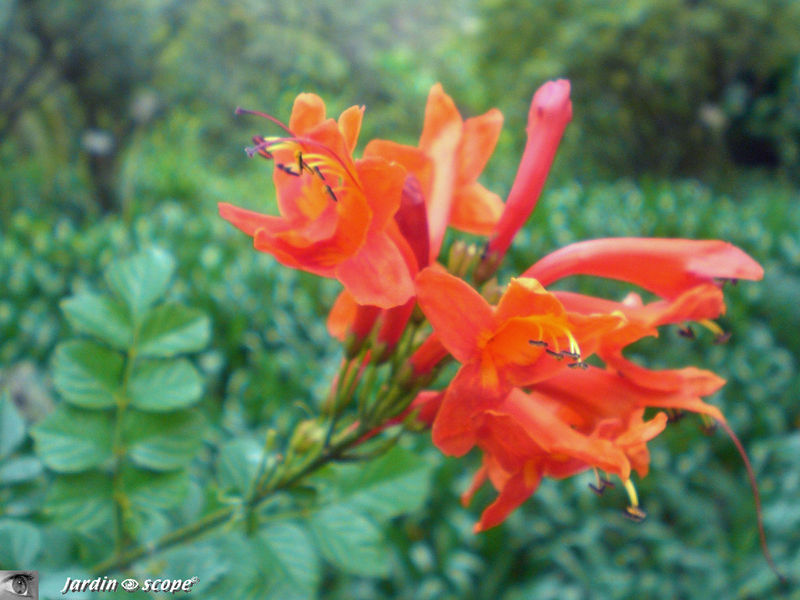 8709-Liliaceae