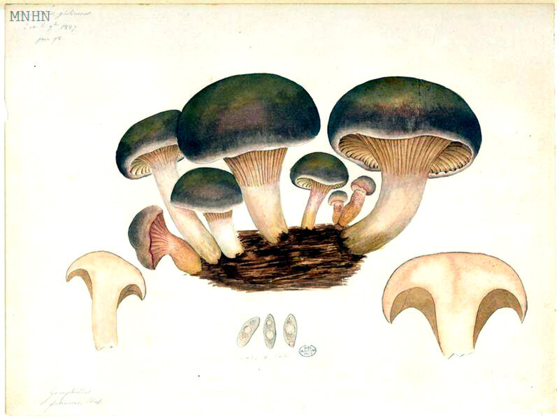92 Gomphidius glutinosus