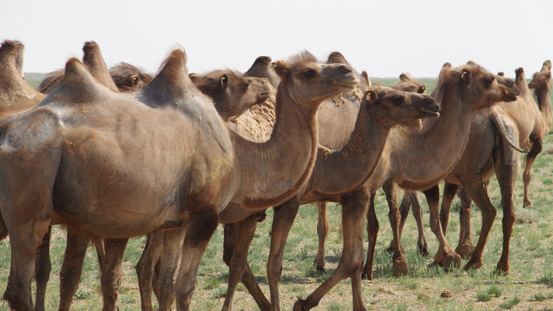 MPI_Article Tour Gobi Part 1_Image 20_Les chameaux s'ennuient le mardi