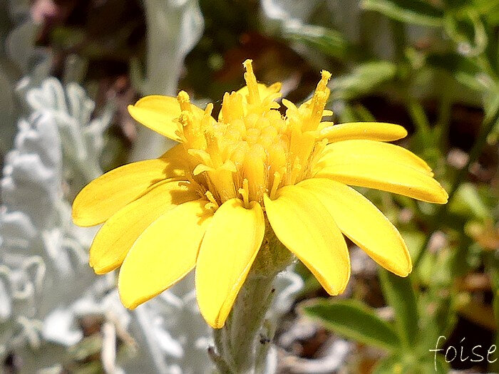 8-15 fleurs périphériques hémiligulées fleurs centrales tubuleuses jaune foncé à orangé