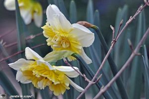 Narcisse-Ice-King