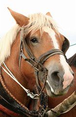 Percheron_portrait