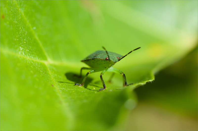 SM insecte punaise feuile figuier 220921