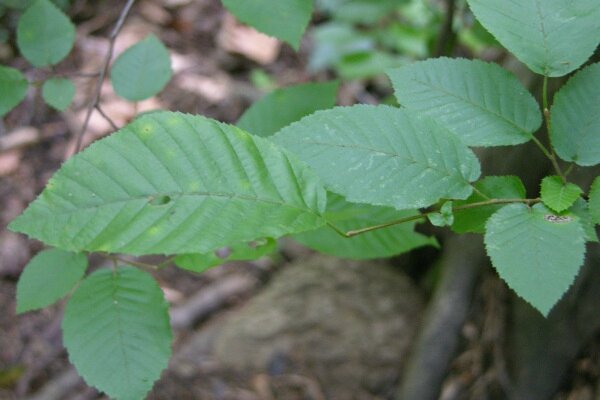 American_Hornbeam_Leaves_600