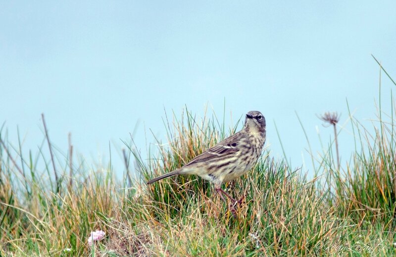 Pipit maritime - Anthus petrosus (8)