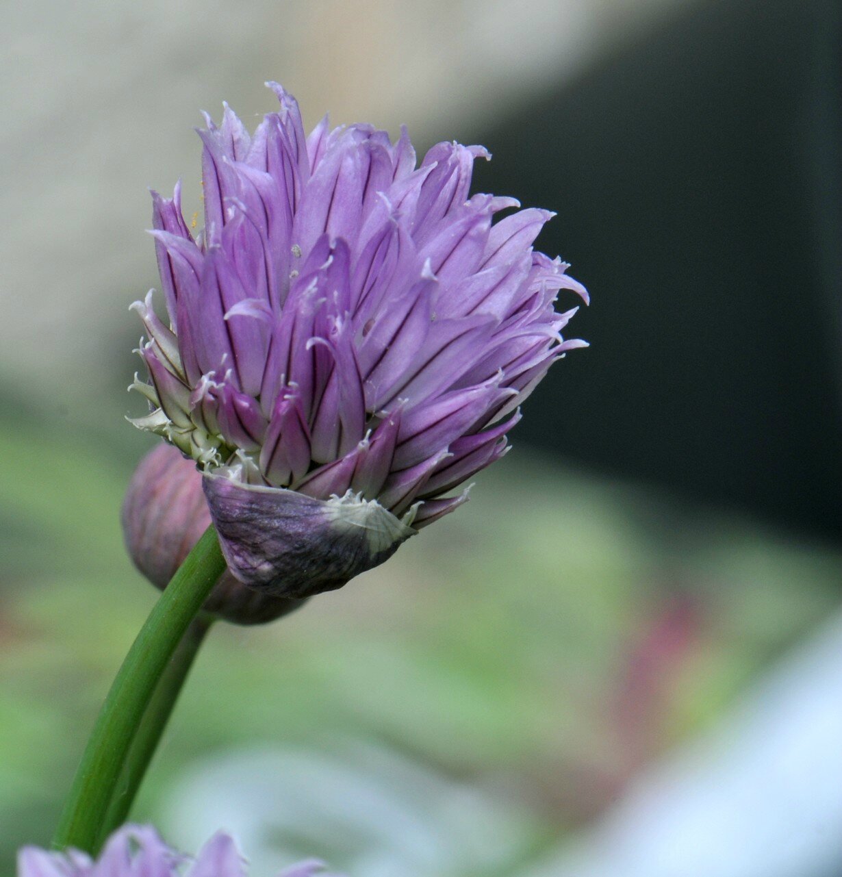 HD3_5987-1