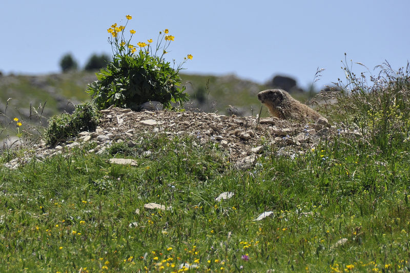 _DSC0804_Marmotte