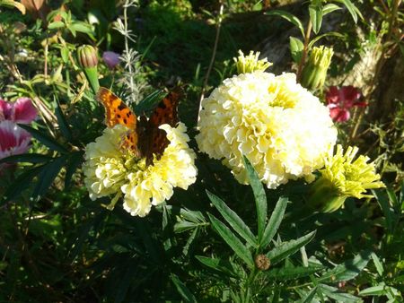 papillon fleurs blog