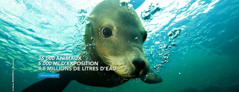Lion-de-mer-Alexis-ROSENFELD-Nausicaa-Carroussel_0_1