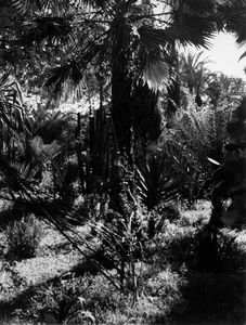 195905-1-jardin Majorelle