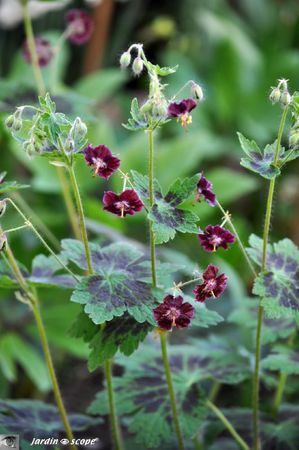 Geranium-phaeum