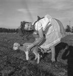 1945_meadow_sitting_sheep_by_dd_mmad129