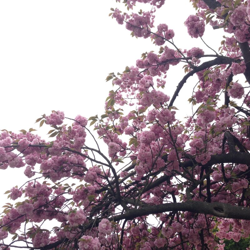 Printemps @ Ranelagh (1)