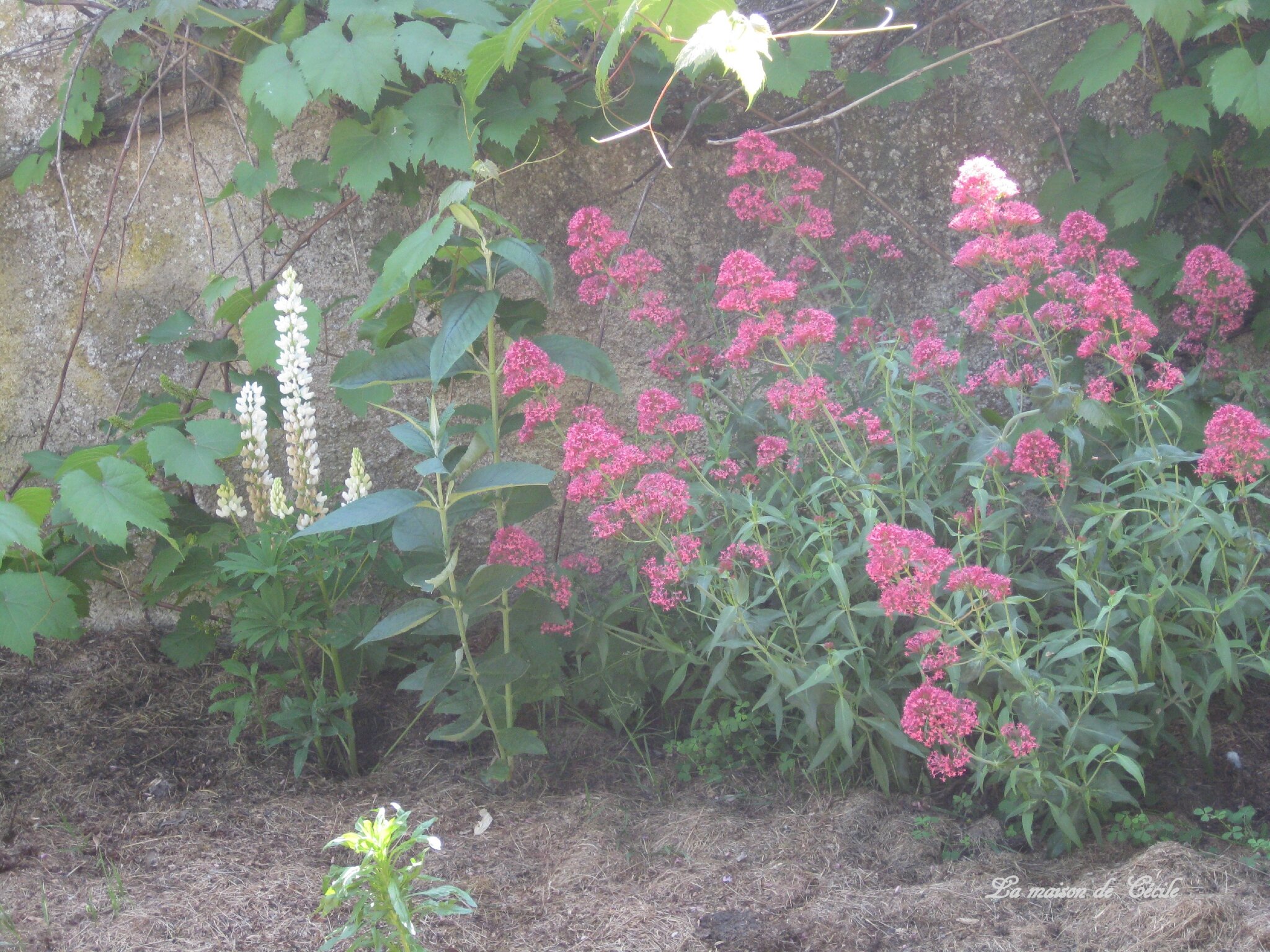 Lupin et valériane