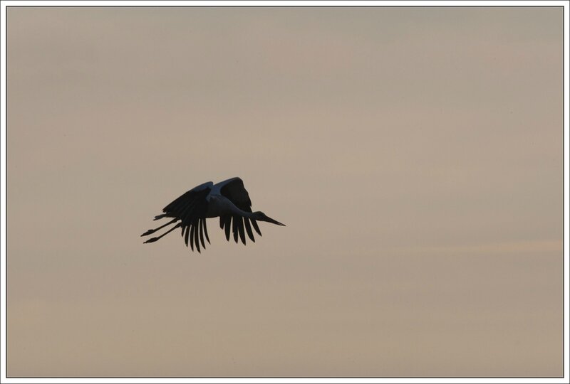 MS cigogne profil 1 contrej 050814