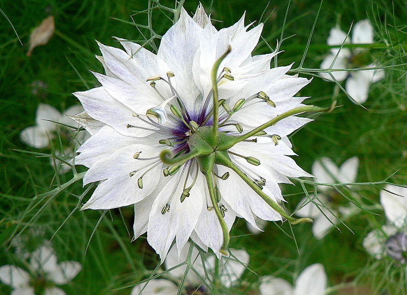 nigelle