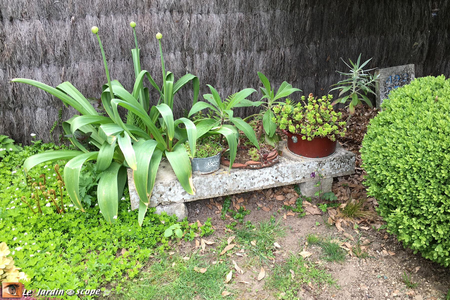 Banc en pierre fleuri (chez Didier et Graciane)