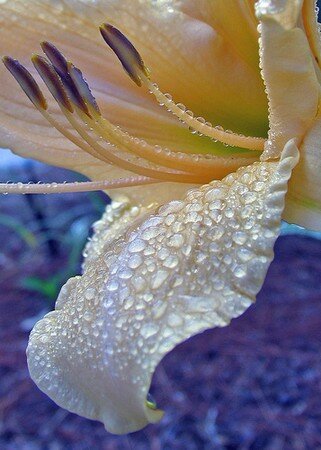 goutte2