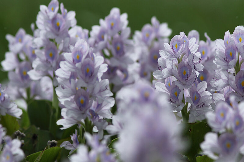 Eichhornia crassipes