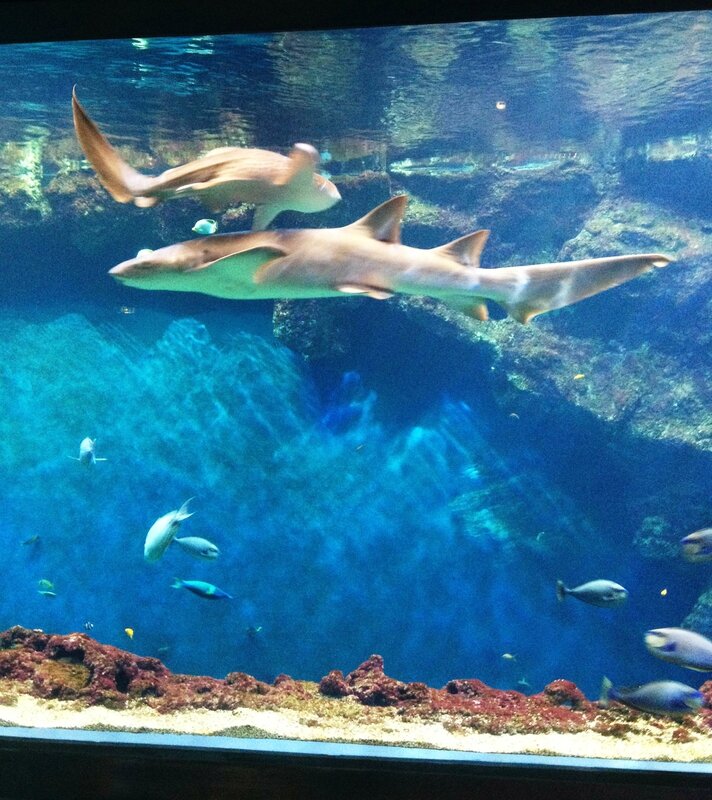 aquariumlyon