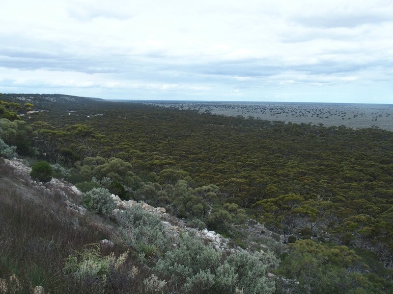 Plaine de Nullarbor (20)