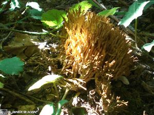 artomyces_pyxidatus 5