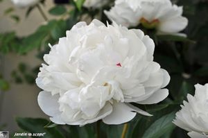 Pivoine-blanche-2