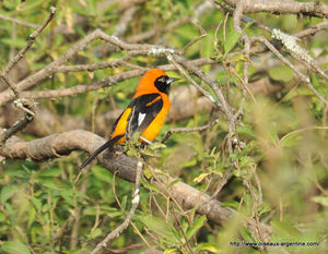 oriole__1_