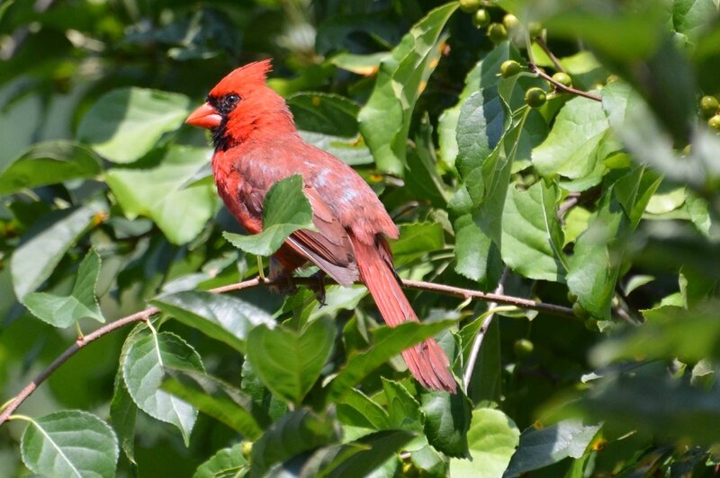 nothern cardinal
