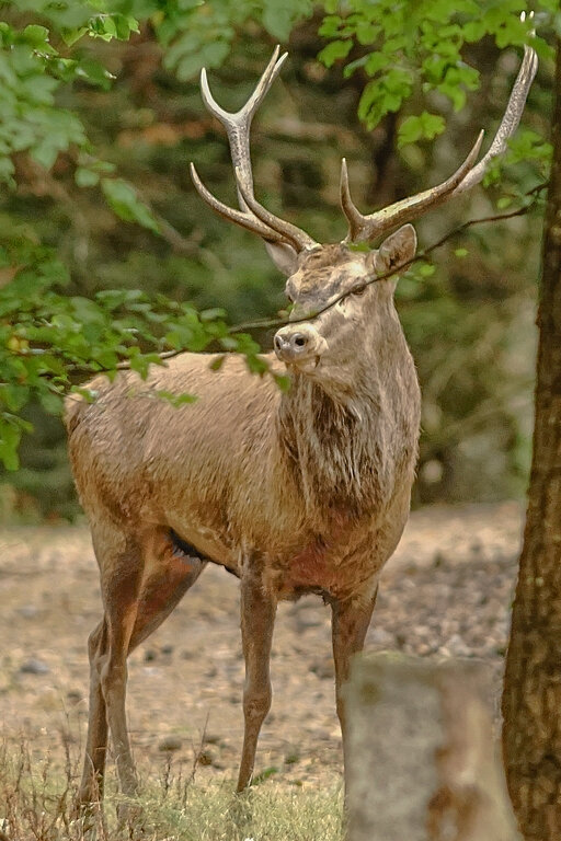 cerf a l'ecoute