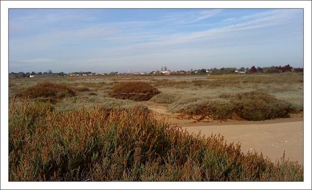 Oleron_Boyardville_marais_221010