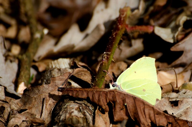 Citron - Gonepteryx rhamni