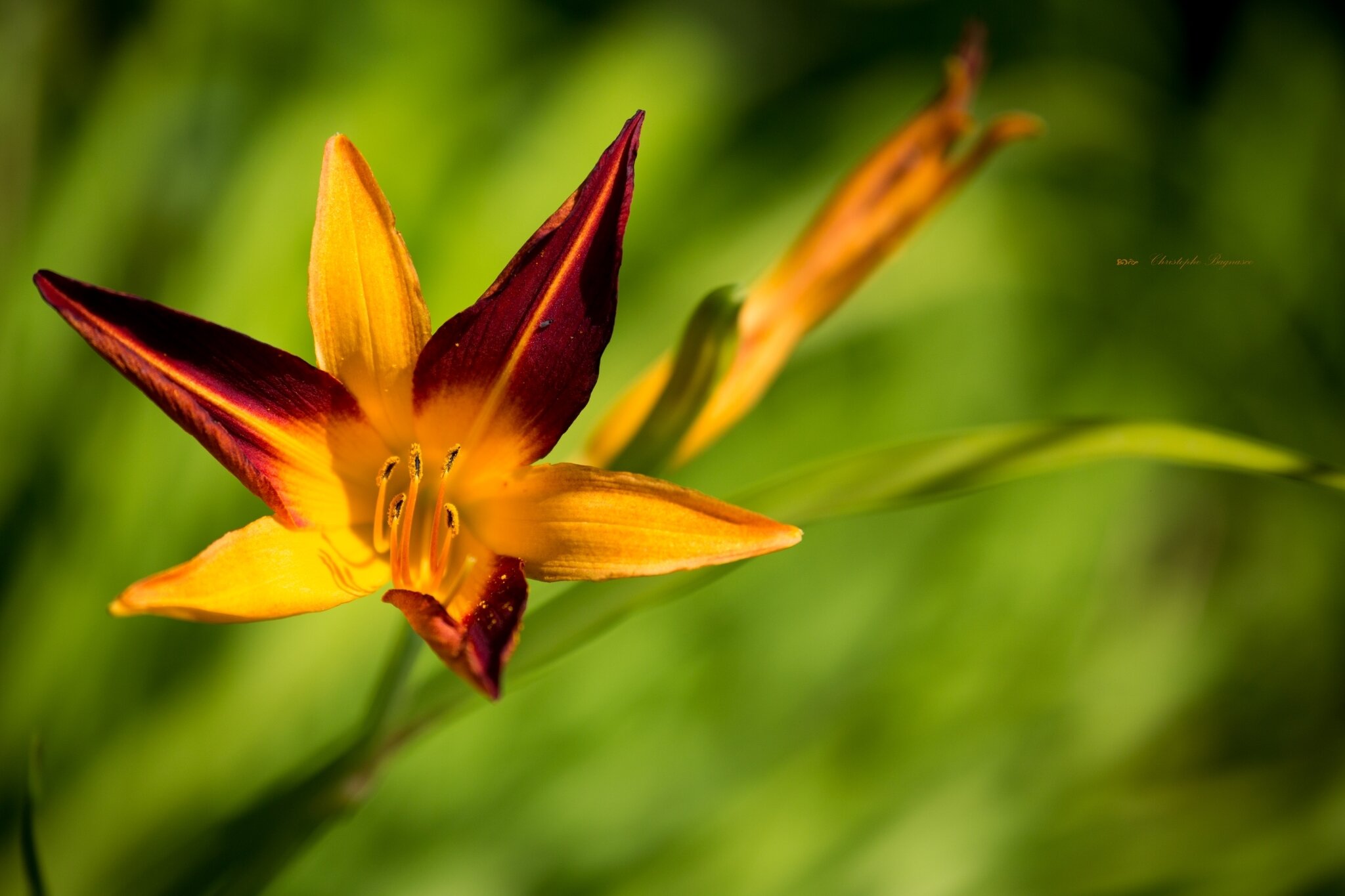 Fleur
