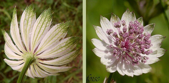 involucre à folioles veinées formant une collerette dépassant les fleurs