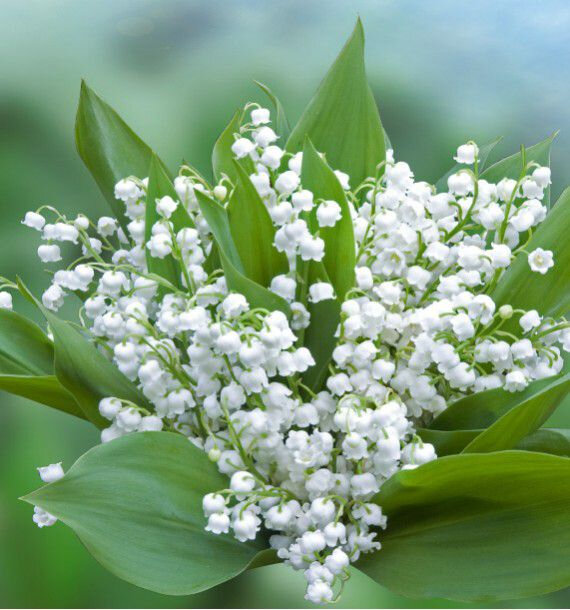 muguet-blanc