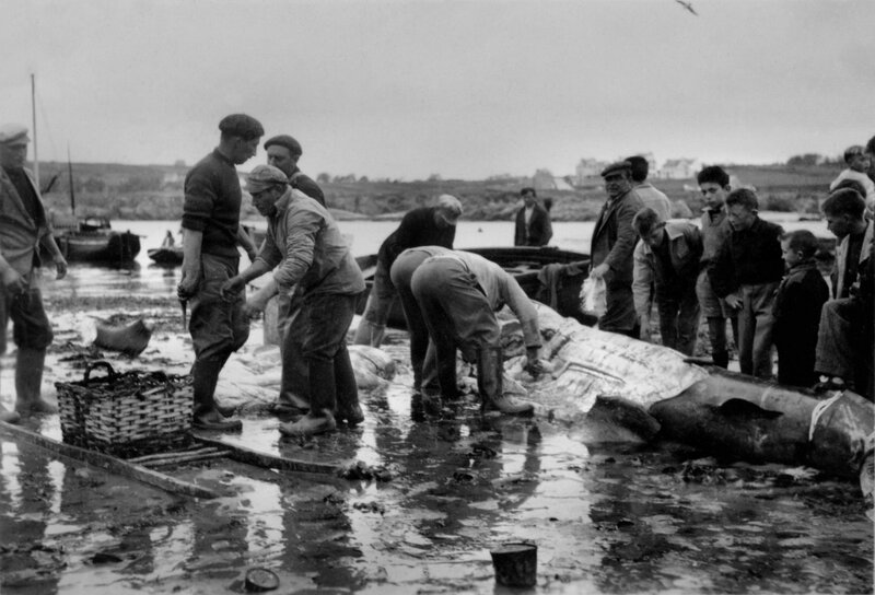 Ch33 - Découpage d'un requin pèlerin au Loch en 1958 - 1
